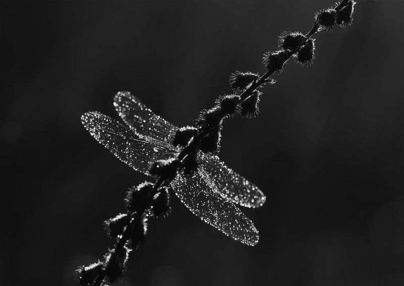 стрекоза Спряталась...photo preview