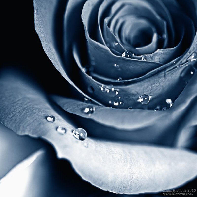 blue, rose, dew, macro, fresh, beautiful, tonned blue rosephoto preview