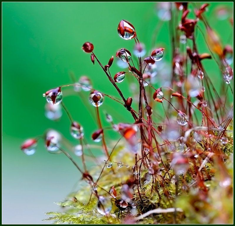 макро,капли, Слезы уходящего лета.photo preview