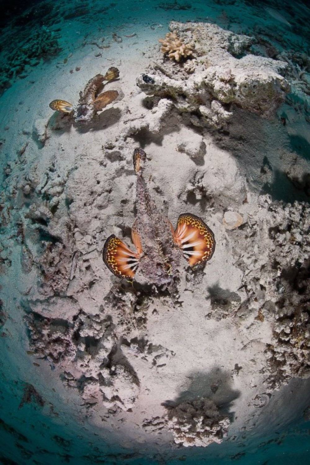 мир морских дьяволов. Автор: Natalia Semko красное море, рыба, подводная съемка, весна, пара, Natalia Semko