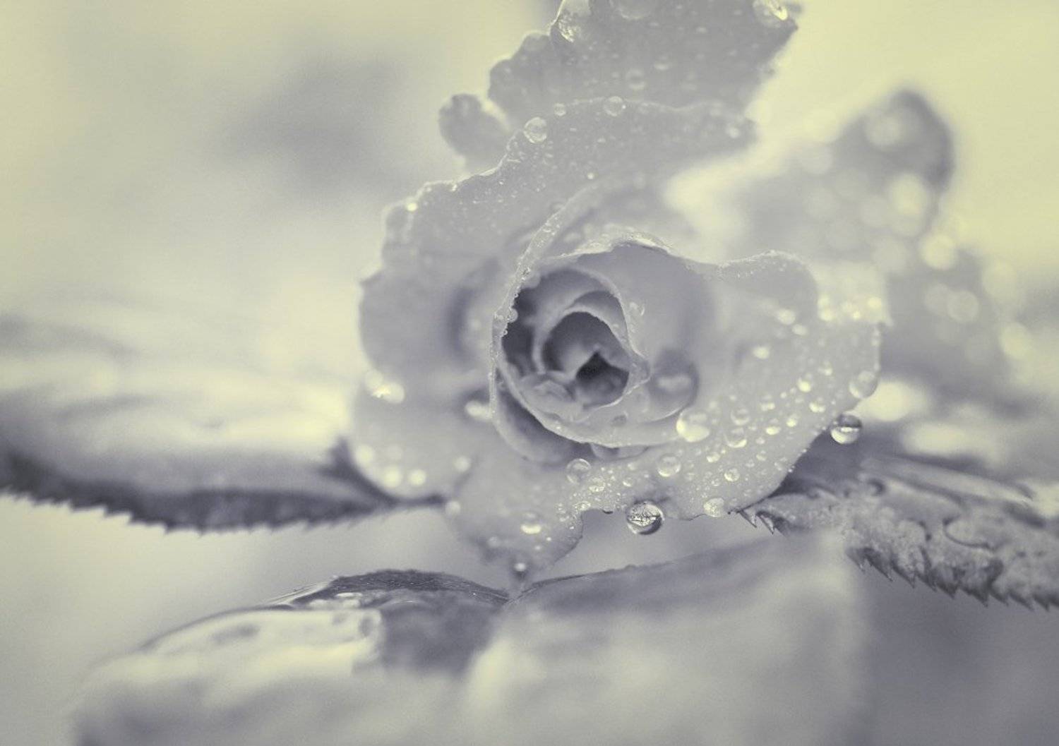 *. Автор: прошлое лето роза, прошлое лето