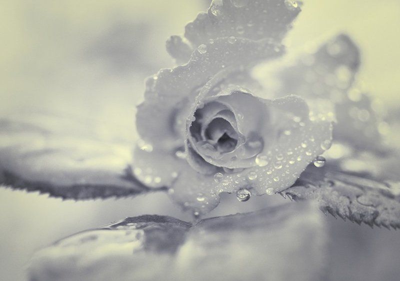 роза *photo preview