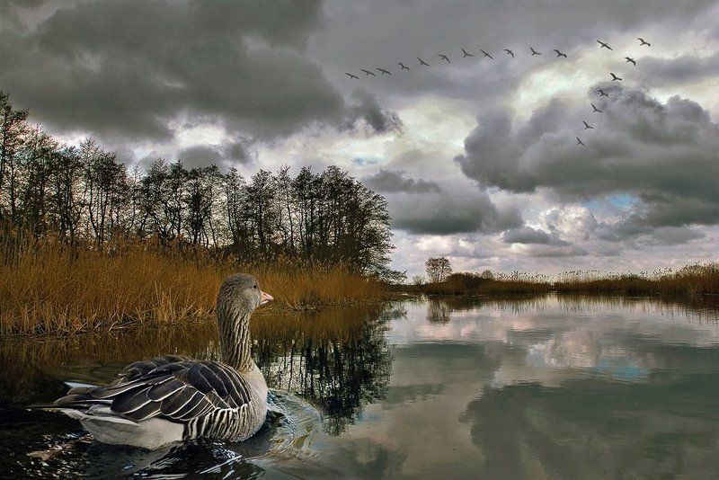 комп-арт, серая, шейка, осень, прощание, река, озеро, гусь, утка, клин, стая Серая Шейкаphoto preview