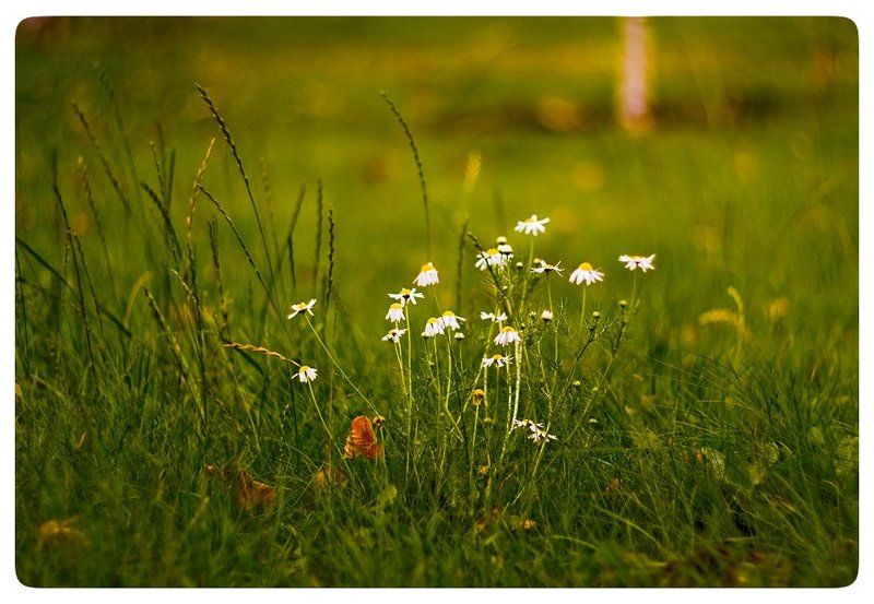 Последнее дыхание лета.photo preview