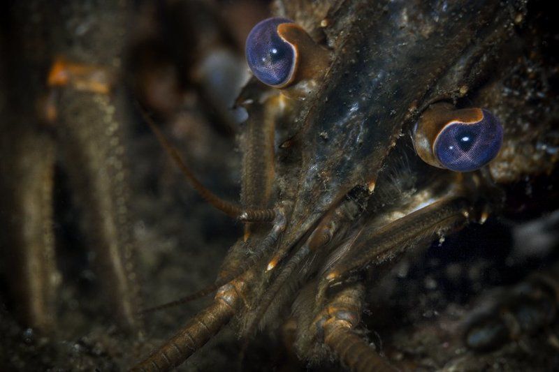 раки, пиво, совесть А мы их - к пиву???photo preview