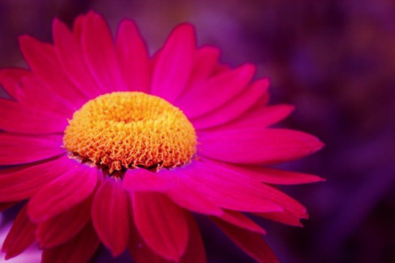 flower Flowerphoto preview