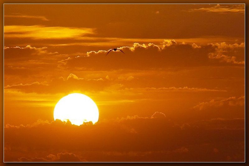 лиман,белгород-днестровский,закат, И тогда одна маленькая, но очень  гордая птичка...photo preview