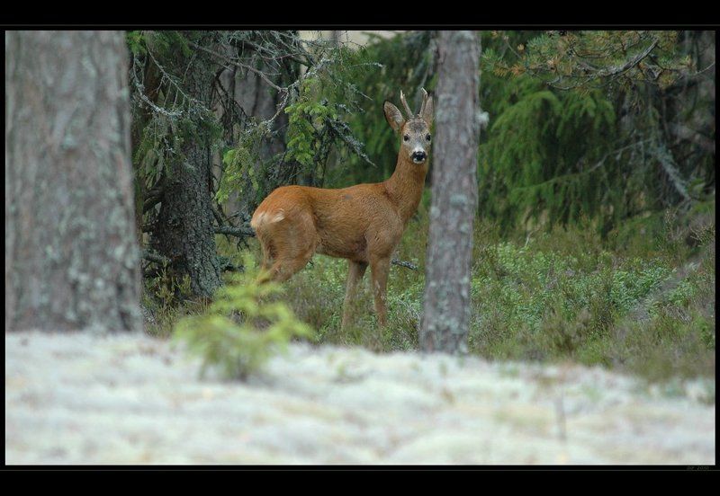 финляндия, косуля, аланды Заметила ...photo preview