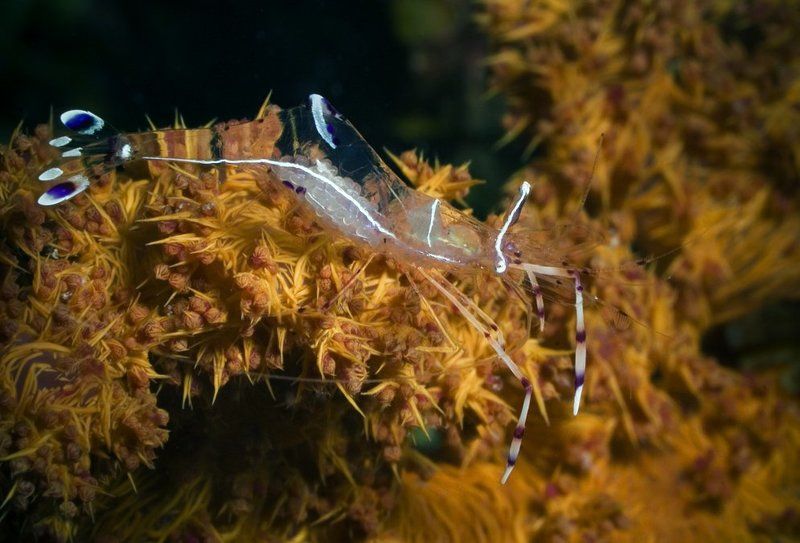 креветка, красное море Маскировка !photo preview