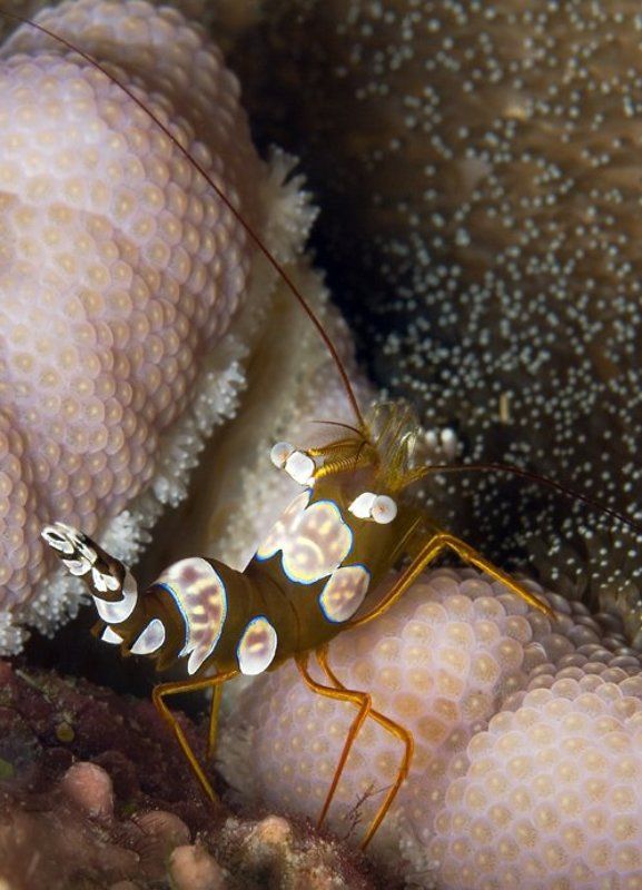 К лесу передом...photo preview