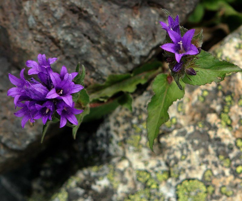 алтай, горный алтай,лето,горы,цветы Среди скал и камней...photo preview
