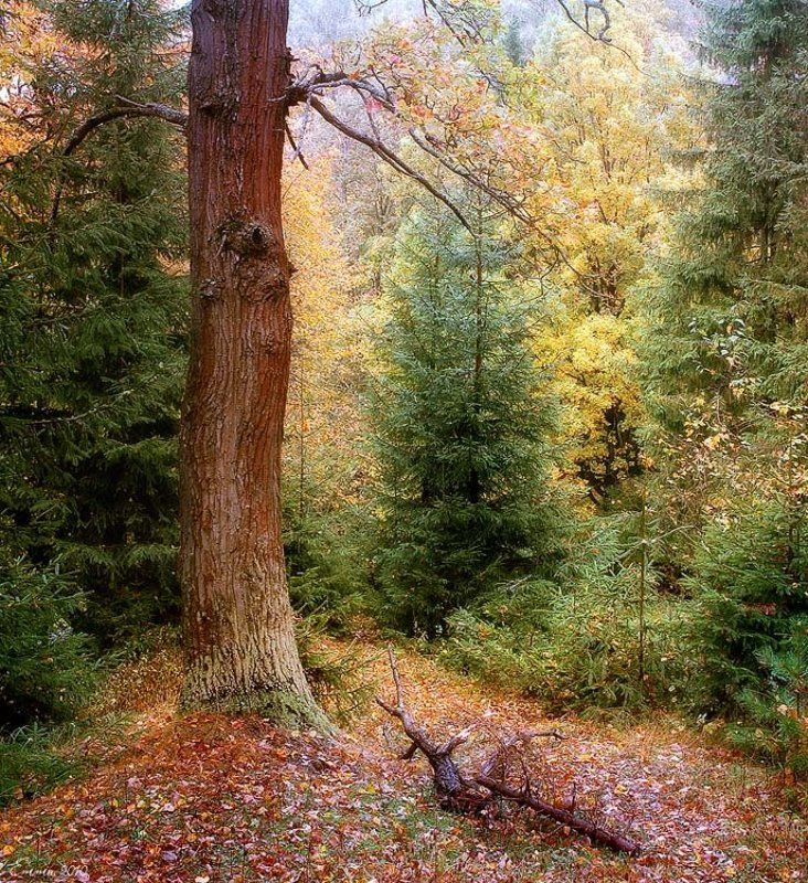 природа, лес, сентябрь В сентябре. фото превью