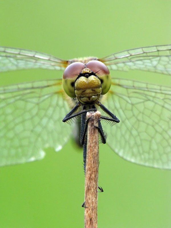 стрекоза скучающая фото превью