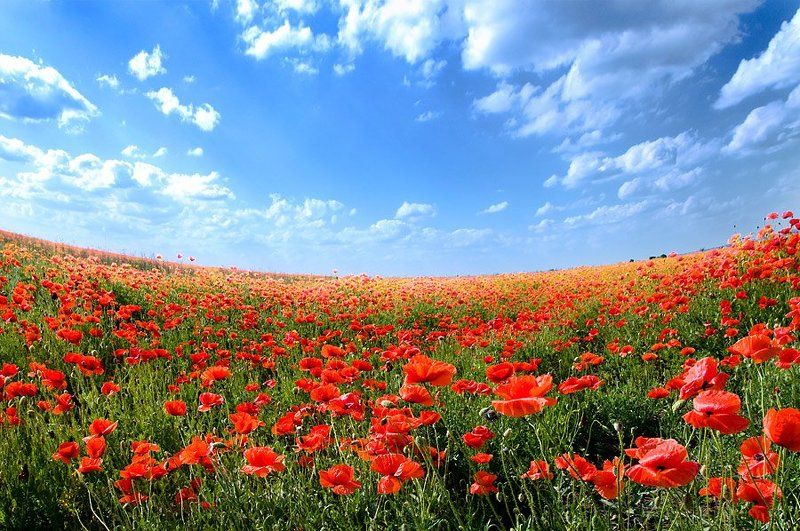 Маковое полеphoto preview