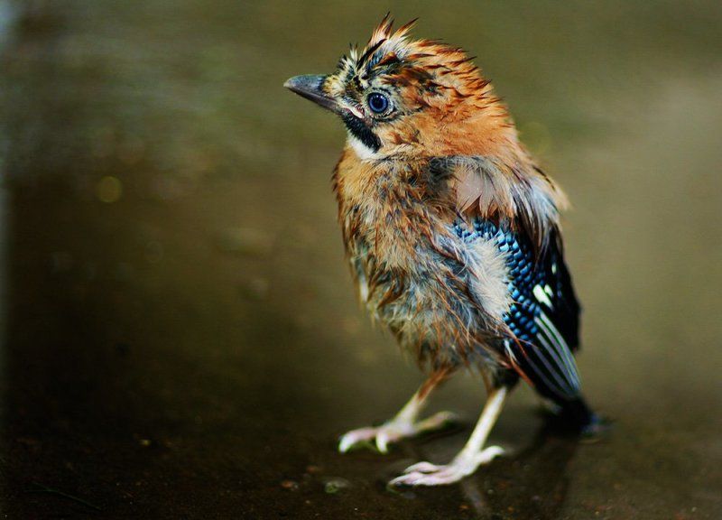 Послушайте все - ого-го! эге-гей!- Меня, Попугая - пирата морей!photo preview