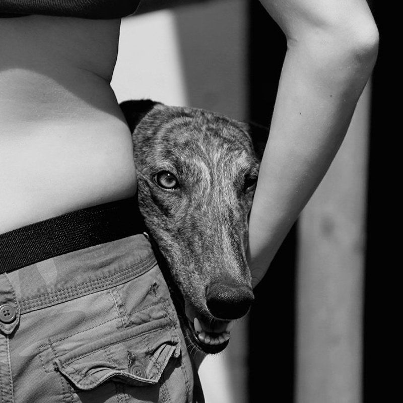 собака, пёс, геометрия, b/w ***photo preview