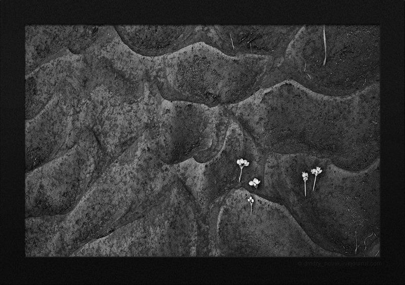 монголия, пустыня photo preview