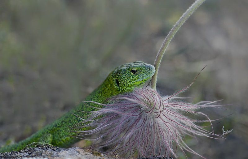 Собирая цветы полевые...photo preview