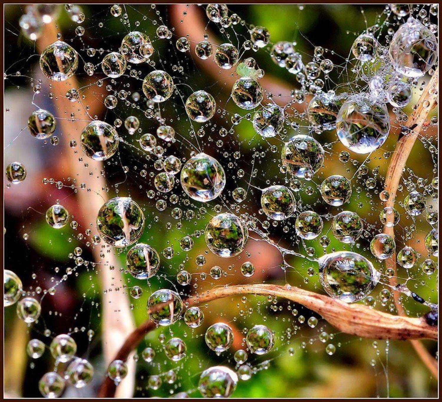 макро,капли,паутина,, Евгений Кирилкин.