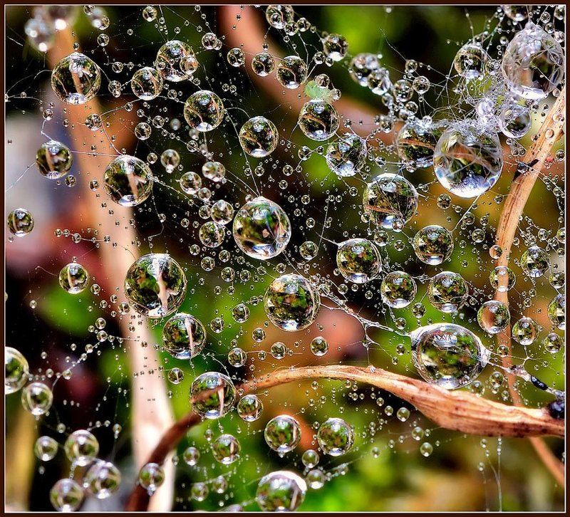 макро,капли,паутина, Сети.photo preview