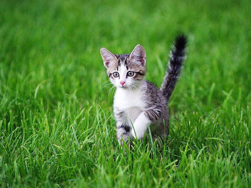 На охотеphoto preview