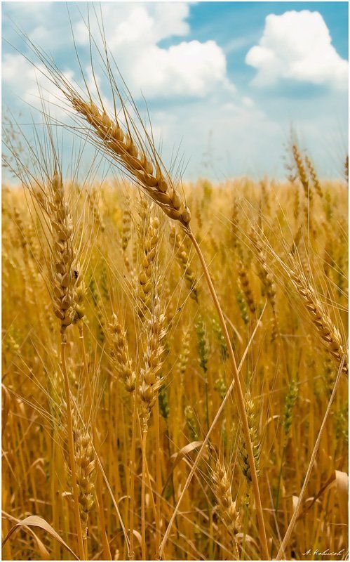 Русское полеphoto preview