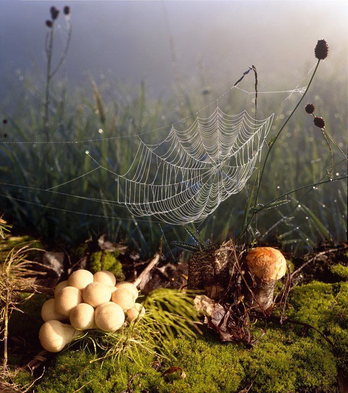 натюрморт, \\\