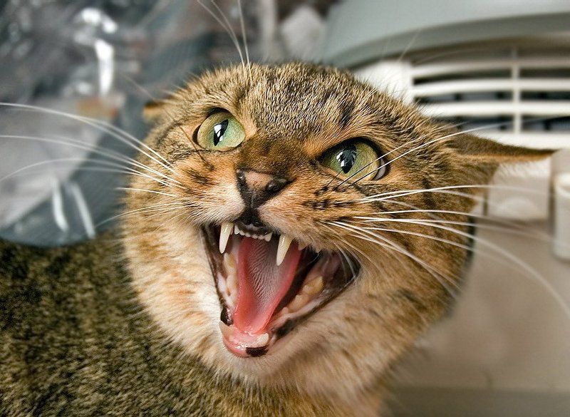 Ха-ха-ха!!!photo preview