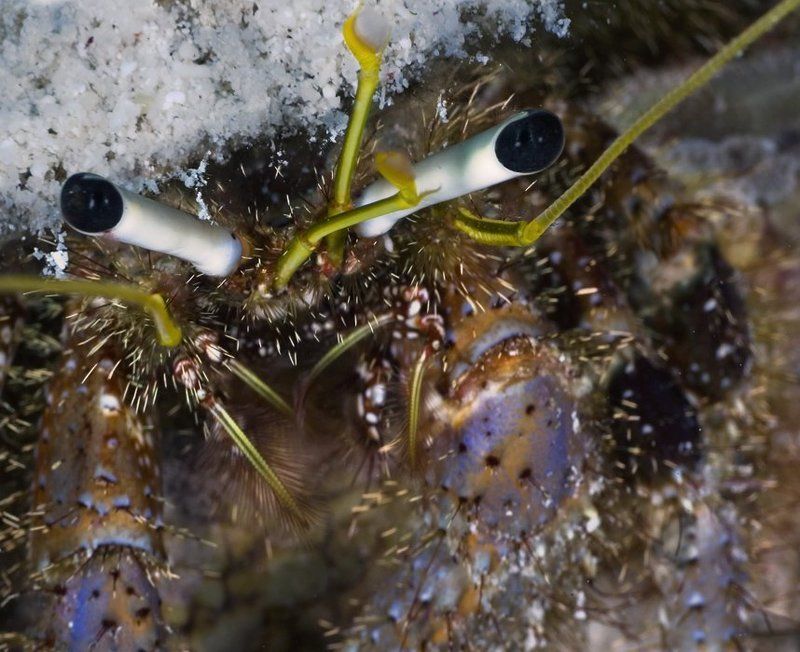 Не побрился...photo preview