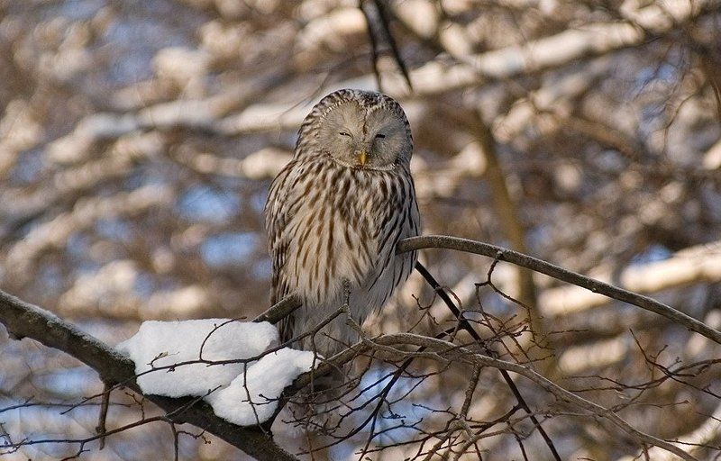 в лесуphoto preview