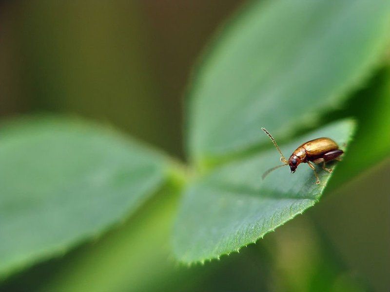 жучок, макро, клевер любитель клевера фото превью
