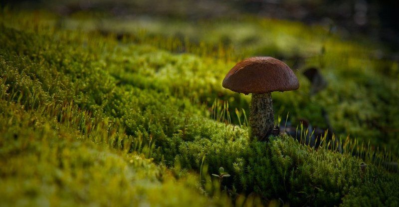 подосиновик, лес, тайга Сказочникphoto preview