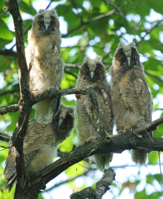 птицы, совы, ушастая сова Ушастикиphoto preview