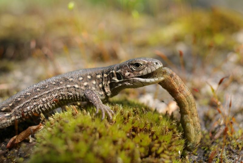 OM NOM NOM))photo preview