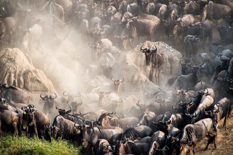 #gnu, #animals, #africa, #tanzania, #dust, #crossing, #greatmigration, #migration Ready for crossing, Tanzaniaphoto preview