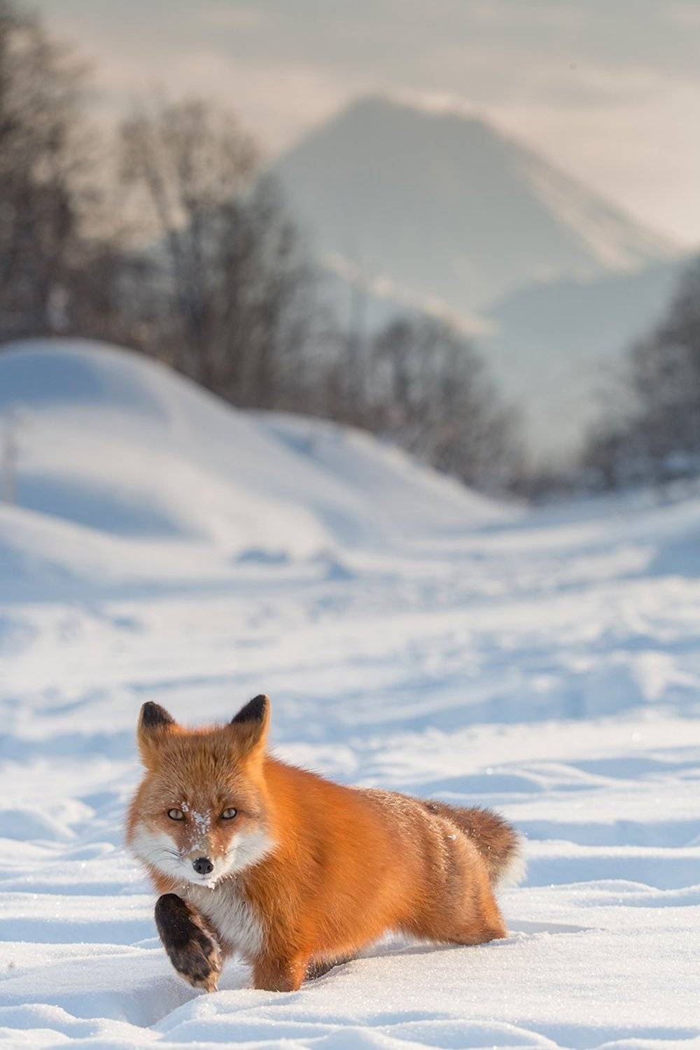 камчатка, лиса, природа, путешествие, зима, животные, вулкан,, Денис Будьков