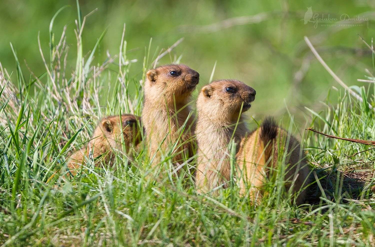 Трое из ларца. Автор: Голубев Дмитрий marmot, animal, animals, wildlife, grass, green, сурки, сурок, животные, дикая природа, Голубев Дмитрий