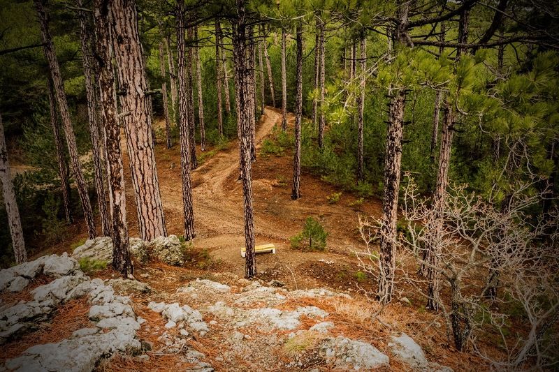 пейзаж, лес, деревья, природа Одинокая скамейкаphoto preview