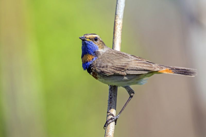 Варакушкаphoto preview