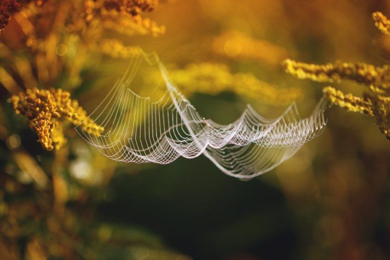 паутина,паук,макро Опасный гамак..photo preview
