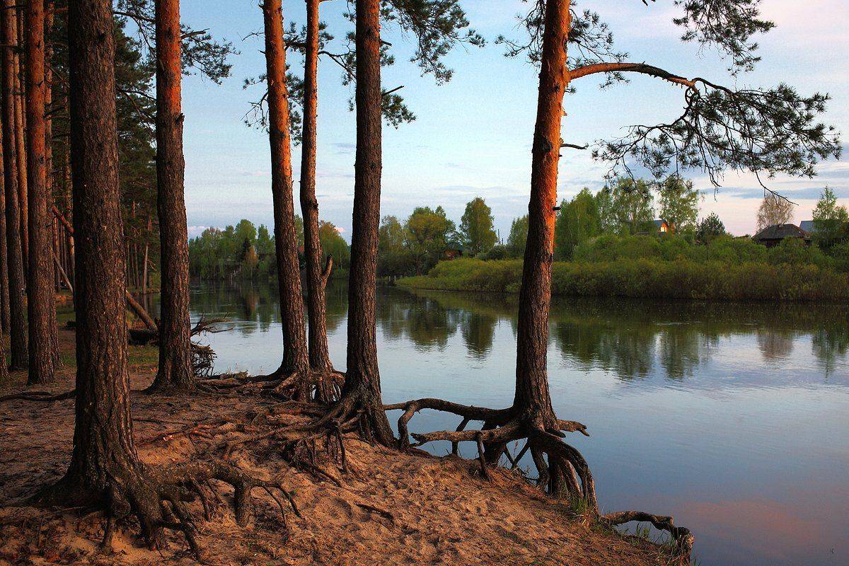 Майским вечером на Мещере. Автор: Лопухов Сергей мещера, пра, май, вечер, сосны, река, берег, Лопухов Сергей