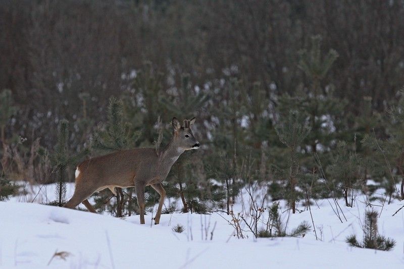 Козликphoto preview