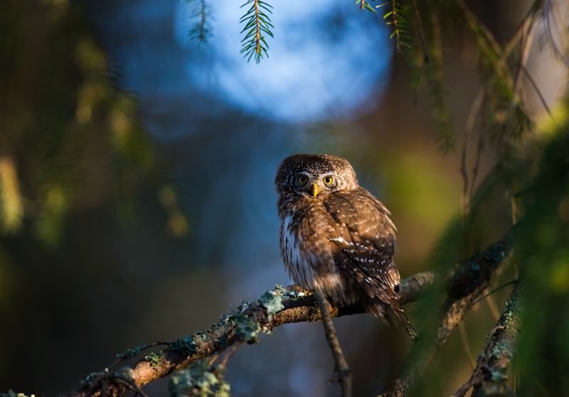 Pygmy owl, finland, sunrise Pygmy owlphoto preview