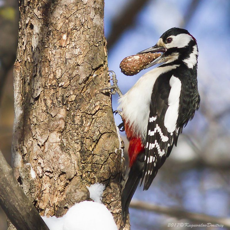 С шишкойphoto preview