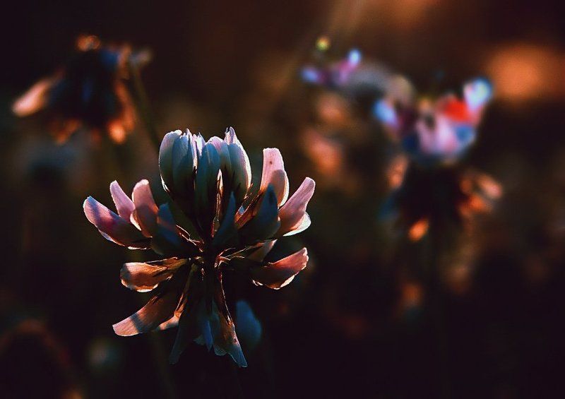 wake,macro,eleven,sony,light,bokeh, MERI IIphoto preview