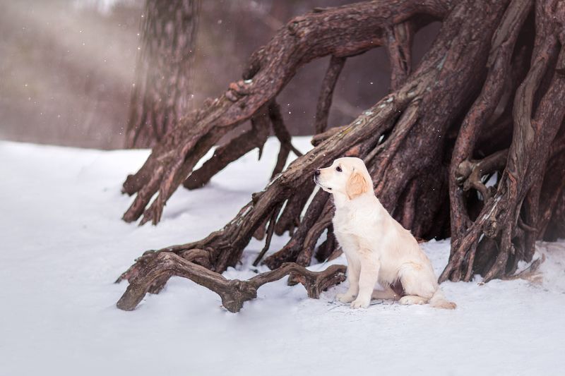 Рейчелphoto preview