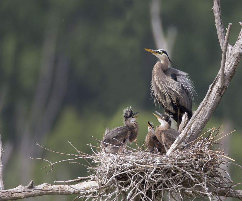 grand héron Grand Héronphoto preview