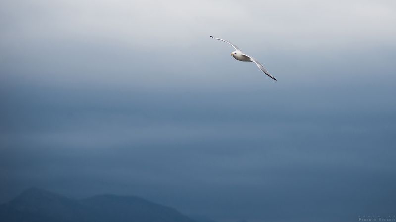 буря, небо, туча, гора, птица, море Затишье перед бурейphoto preview