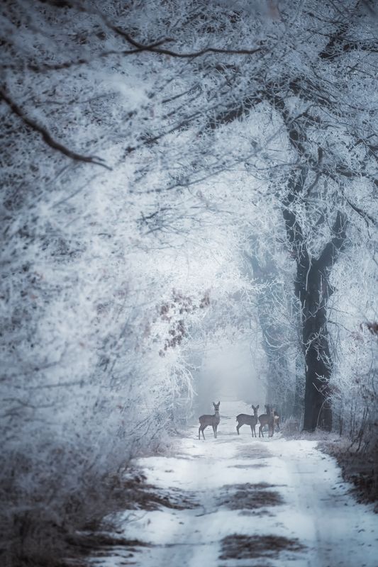 hi therephoto preview