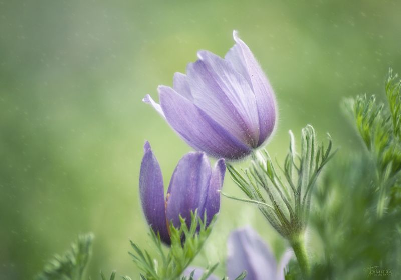 Мы вдвоем photo preview